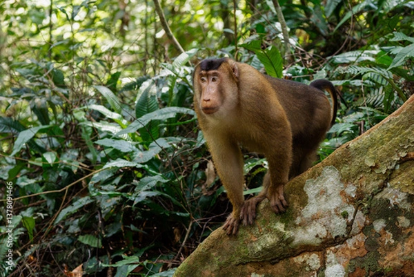 Fototapeta Pig-tailed macaque 