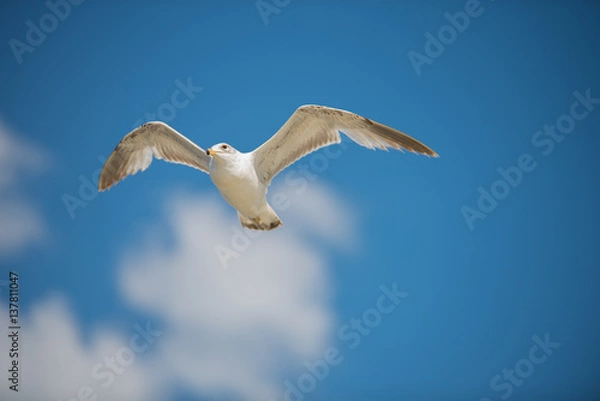 Obraz Seagull in Flight