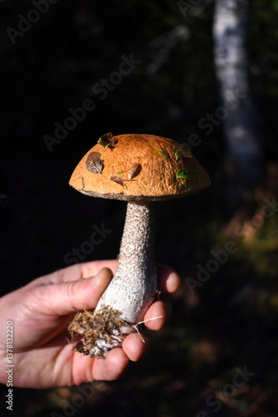 Fototapeta Hat of Leccinum mushroom (birch bolete) in the hand close-up on a blurred dark background with a birch tree.