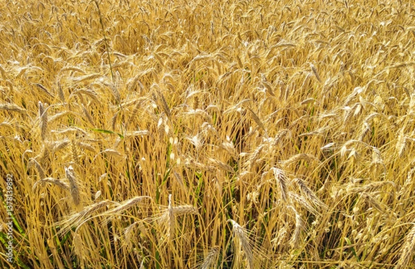 Obraz golden wheat field in summer in italian farm