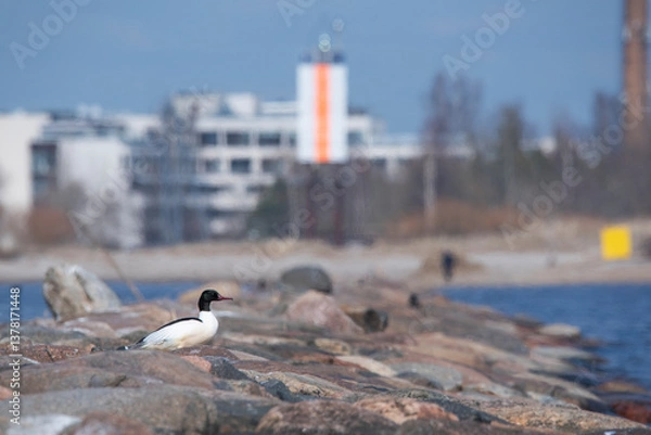 Fototapeta The common merganser  or goosander (Mergus merganser) on a pier
