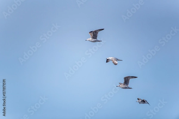 Fototapeta The common gull Larus canus) in flight 

