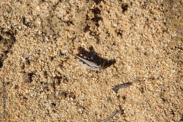 Fototapeta Short-horned Grasshopper (Acrididae) on sand, South Australia