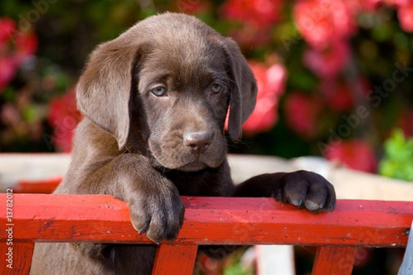 Obraz Labrador Welpe