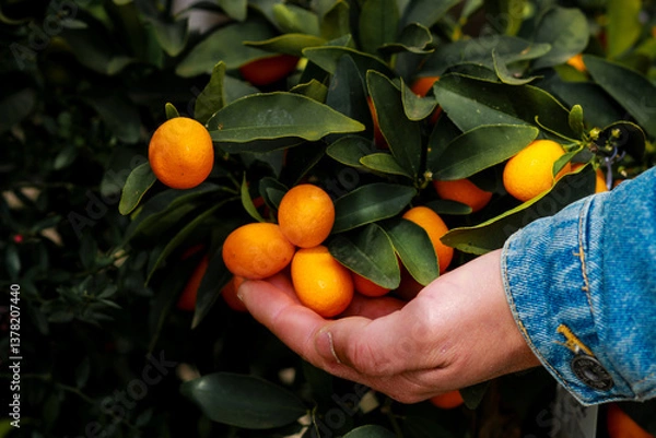 Obraz man picking oranges