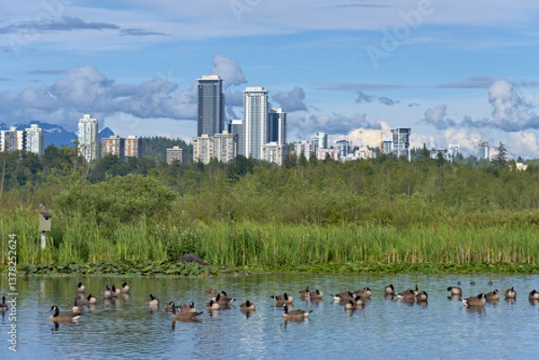 Obraz View of Lougheed city center from Burnaby lake neighbourhood