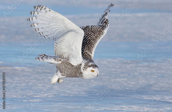 Fototapeta Snowy owl (Bubo scandiacus) flies low over hunting an open snowy field in winter in Ottawa, Canada