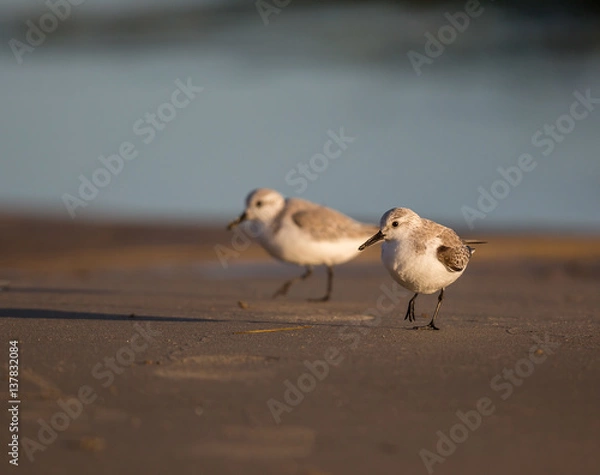 Obraz Baby Sandpiper