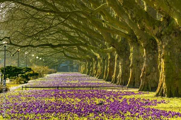 Fototapeta Spring flowering crocuses ,A park in Szczecin where there is a carpet of crocuses in the spring.