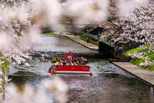Obraz さくら名所100選・松川公園でお花見