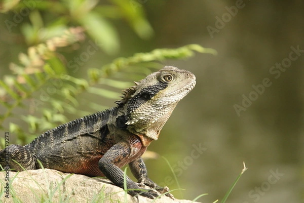 Obraz Australian Water Dragon