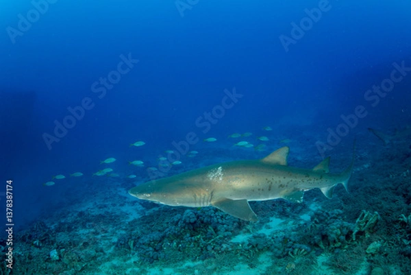 Obraz シロワニ　東京都　小笠原