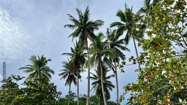 Obraz palm trees and blue sky