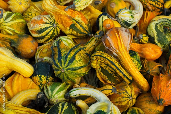 Obraz Colorful autumn pumpkins are on sale at the market. Many different little pumpkins are on sale in October