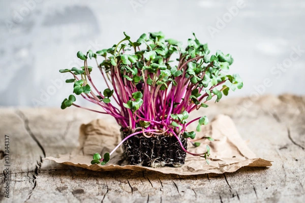 Fototapeta rzodkiewka rzeżucha na drewnianym stole