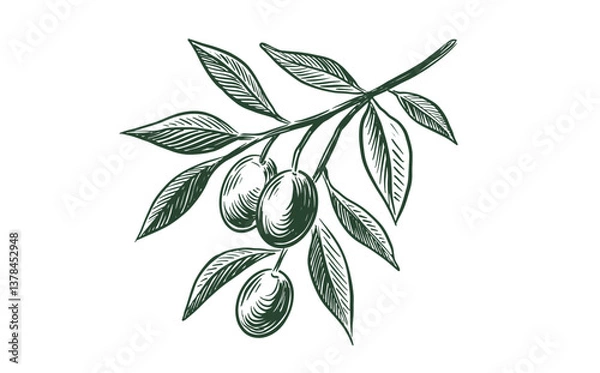 Fototapeta Olive branch sketch with olives and leaves