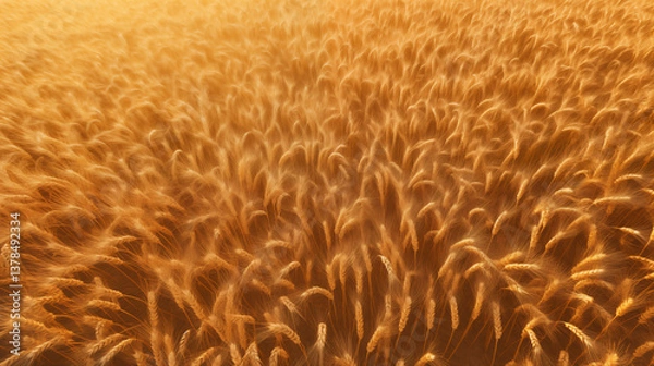 Fototapeta A wheat field at sunset.	
