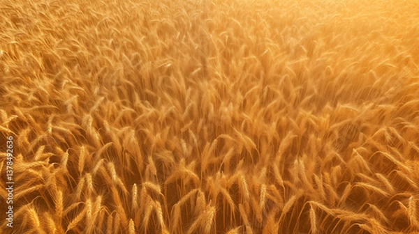 Fototapeta A wheat field at sunset.	
