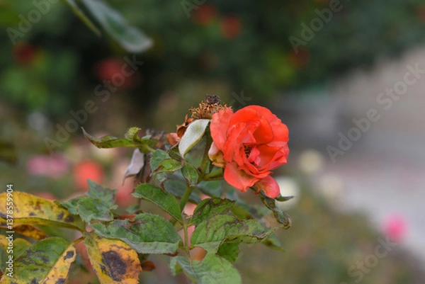 Obraz Beautiful red rose flower closeup in garden, A very beautiful red rose flower bloomed on the rose tree, Rose flower closeup, bloom flowers, Natural spring flower, Natural floral background,