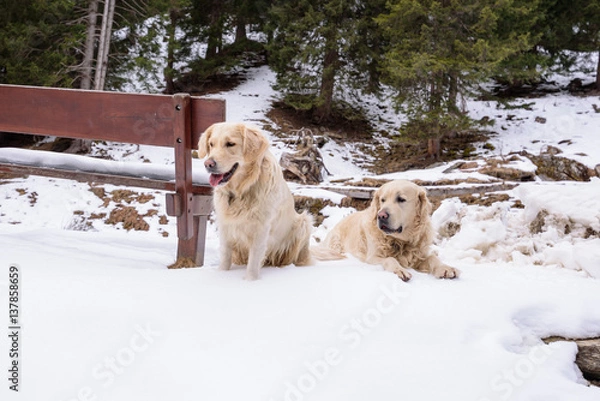 Fototapeta Two golden retriever are sitting on the snow and they're looking at something. They are near a wooden bench in mountain