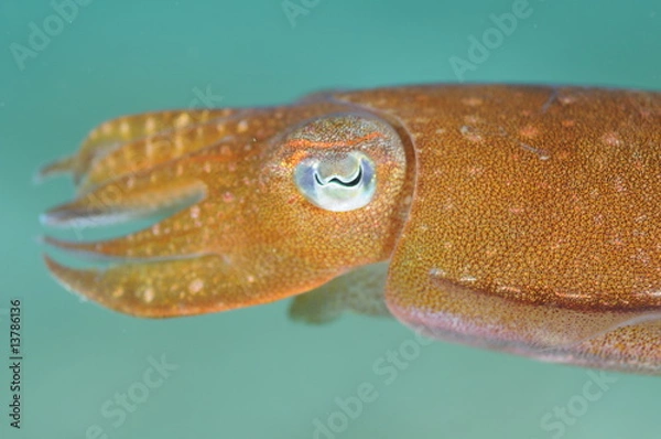 Fototapeta cuttlefish