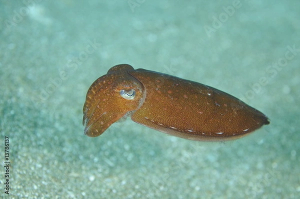 Fototapeta cuttlefish