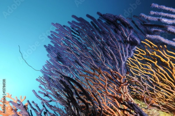 Obraz ソフトコーラル