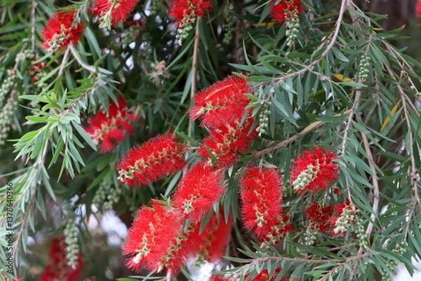 Fototapeta A tall callistemon tree blooms in a city park
