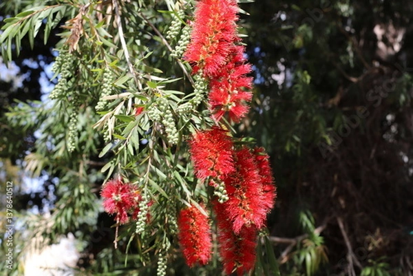 Fototapeta A tall callistemon tree blooms in a city park