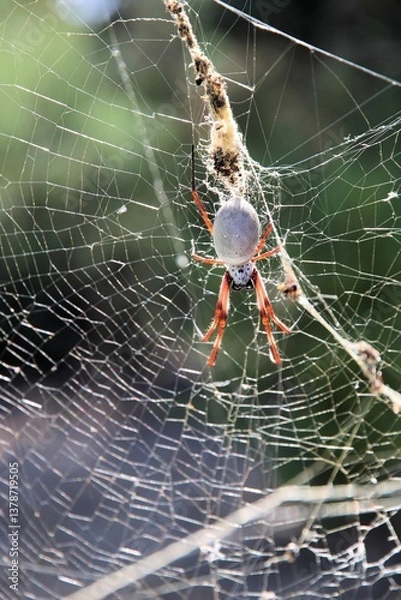 Fototapeta Australian Golden Orbweaver (Trichonephila edulis) South Australia