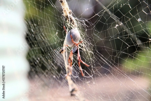 Fototapeta Australian Golden Orbweaver (Trichonephila edulis) South Australia