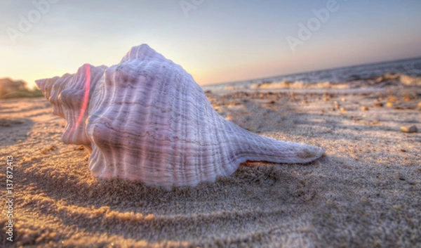 Fototapeta Shell on the beac2h 