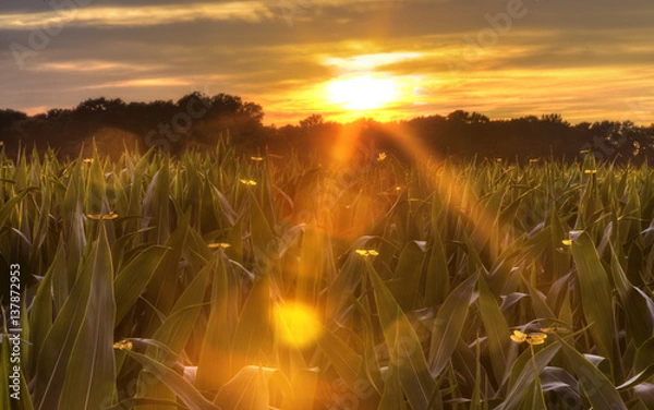 Fototapeta Dragonflies
