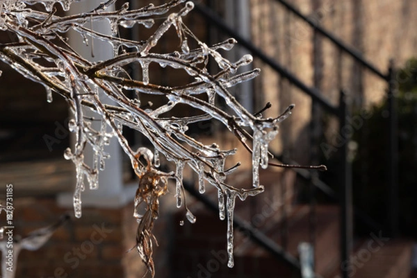 Obraz Ice hanging from a twig