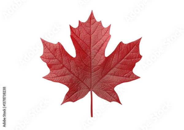 Fototapeta isolated transparent Background. single elegant maple leaf in deep red and orange, showcasing its intricate texture and beauty