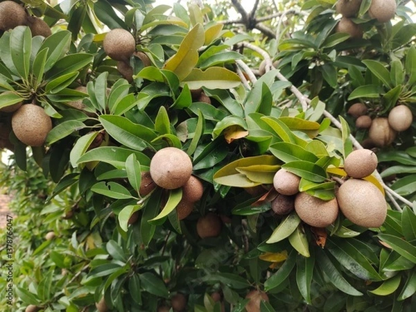 Obraz green sapodilla cluster on a tree