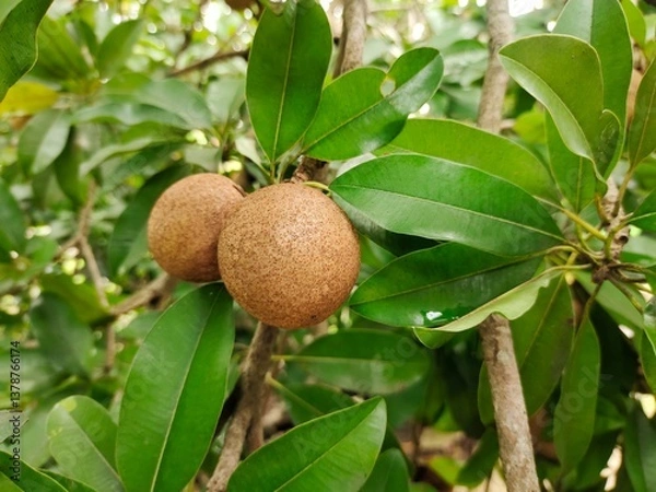 Obraz green sapodilla cluster on a tree