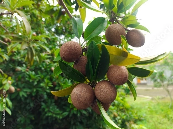 Obraz green sapodilla cluster on a tree