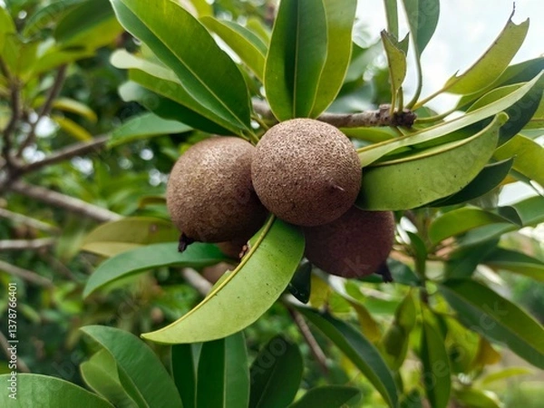 Obraz Sapodilla Tree
