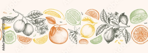 Fototapeta Citrus fruit border design. Seamless pattern. Hand-drawn vector illustrations. Healthy food sketches. Engraved summer background. NOT AI generated