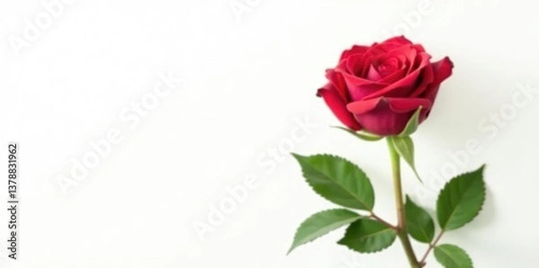 Fototapeta Single rose bloom isolated on a pure white surface, green, floral, garden