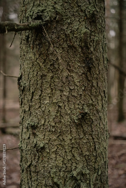 Fototapeta Forest Tree Texture