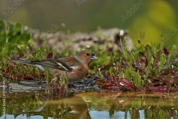 Obraz pinzón vulgar (Fringilla coelebs) en el estanque	