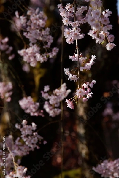 Fototapeta 春の訪れ