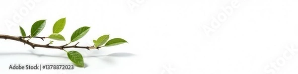 Fototapeta Isolated branches on white background with a few droplets of water, nature, minimalist