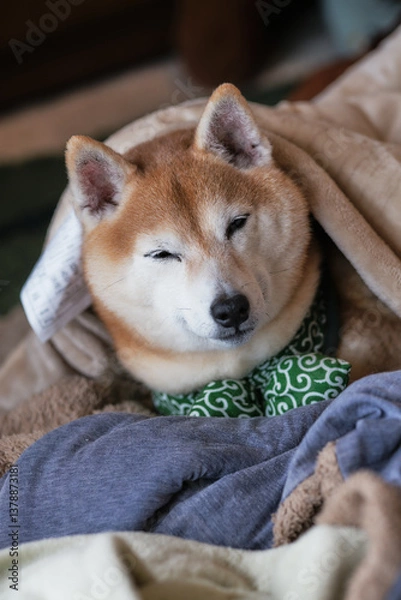 Obraz 布団で眠る柴犬