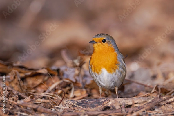 Fototapeta Rotkehlchen