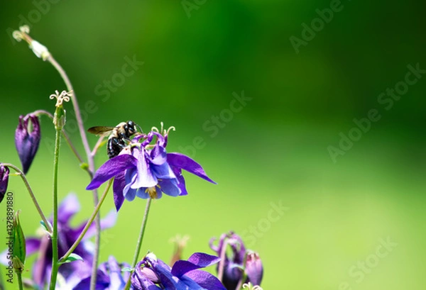 Obraz Bumblebee on a purple columbine flower with an open green background