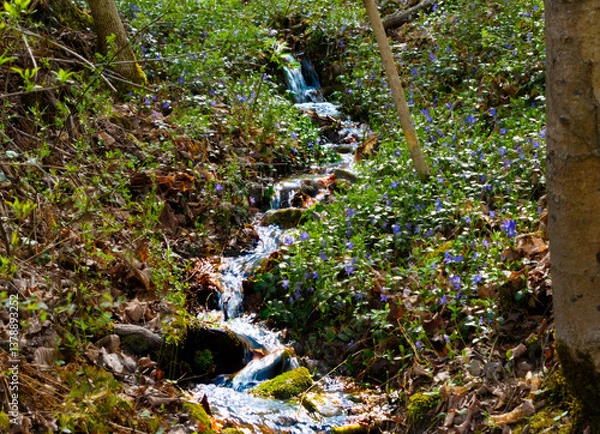 Obraz  A small mountain stream flowing downhill in a wooded area