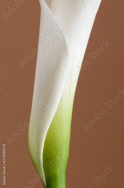Obraz Calla lily flower on brown background